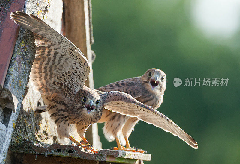 两只普通红隼雏鸟(Falco tinnunculus)